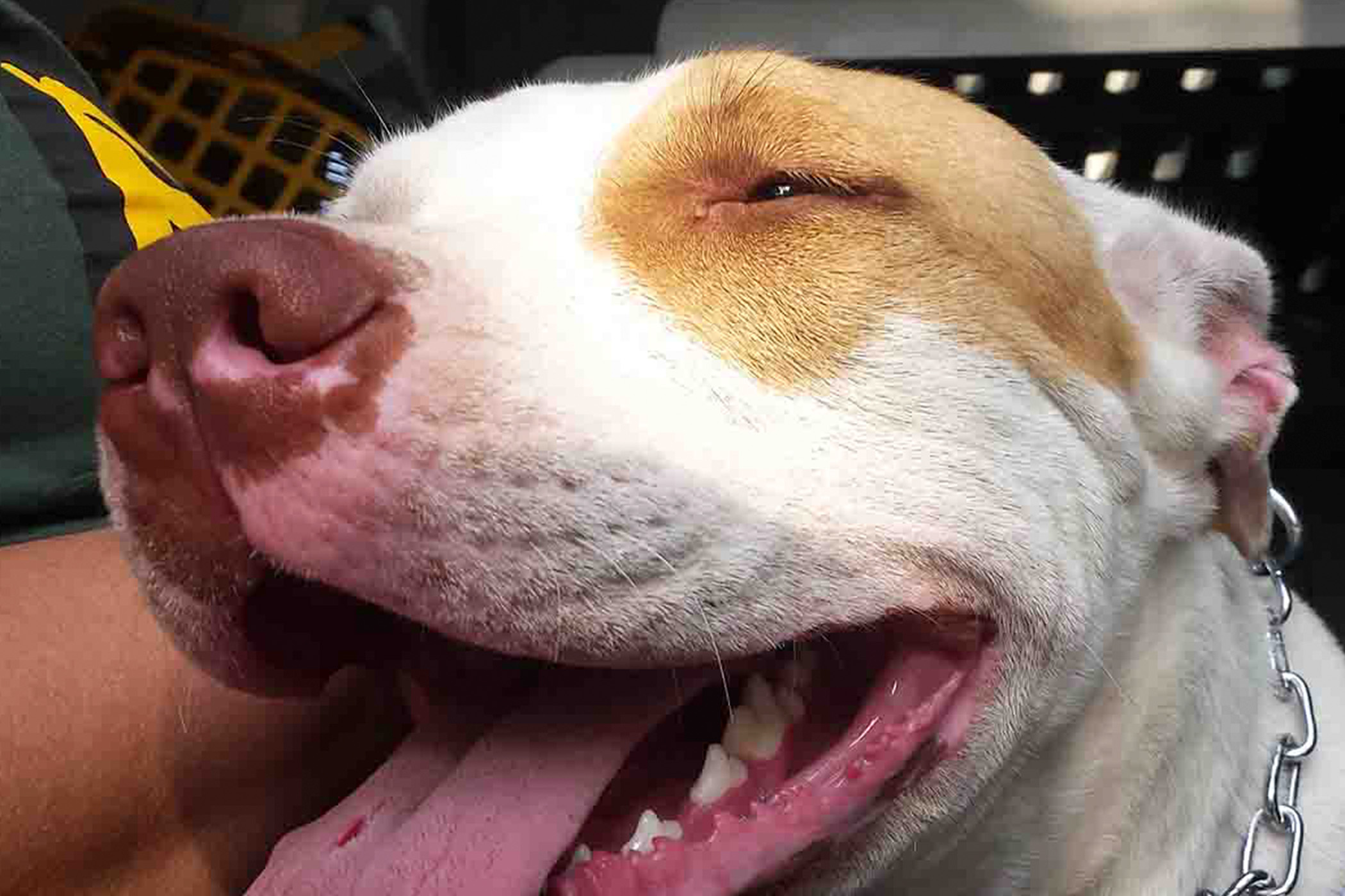 Pitbull Hanna