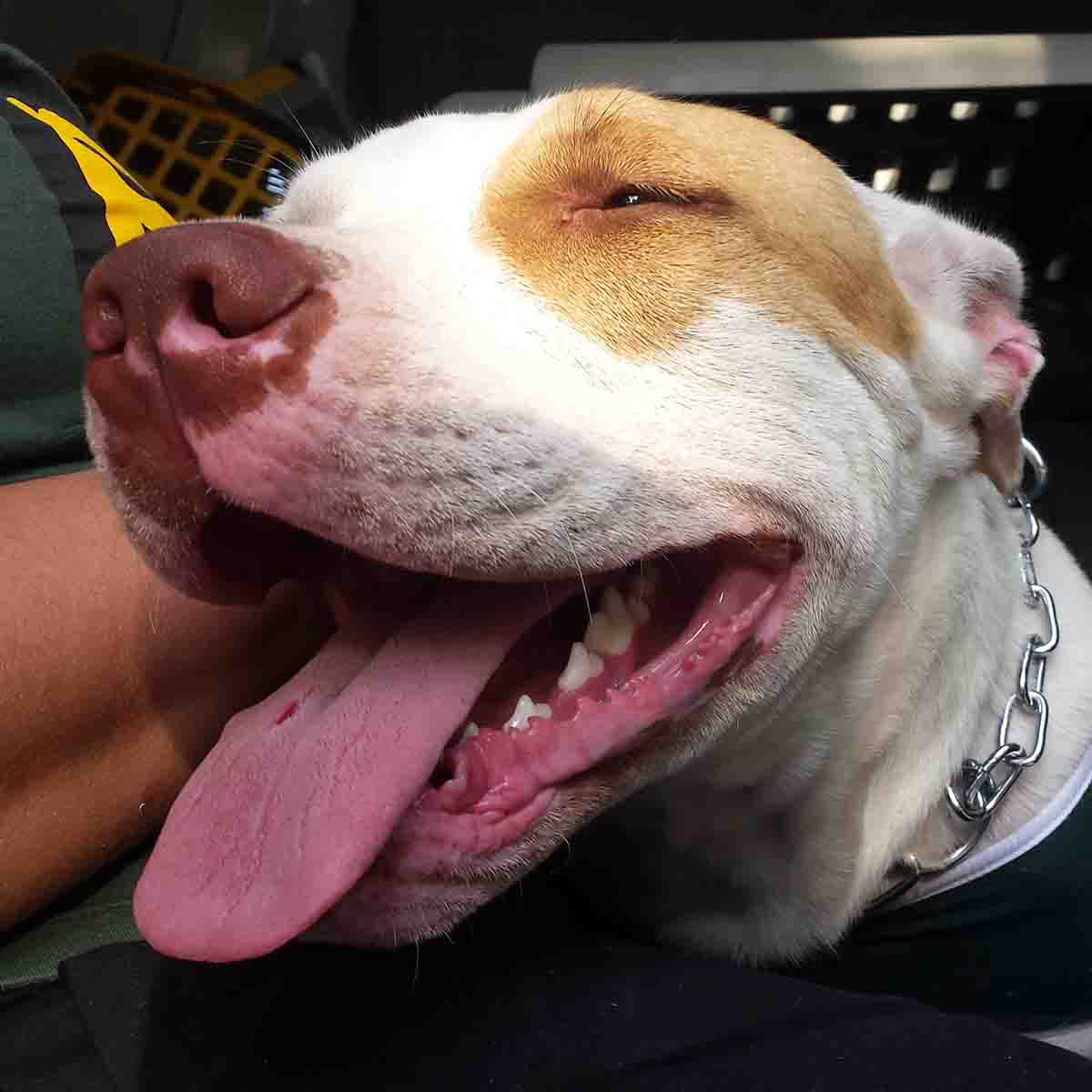 Cachorro Pitbull Hanna