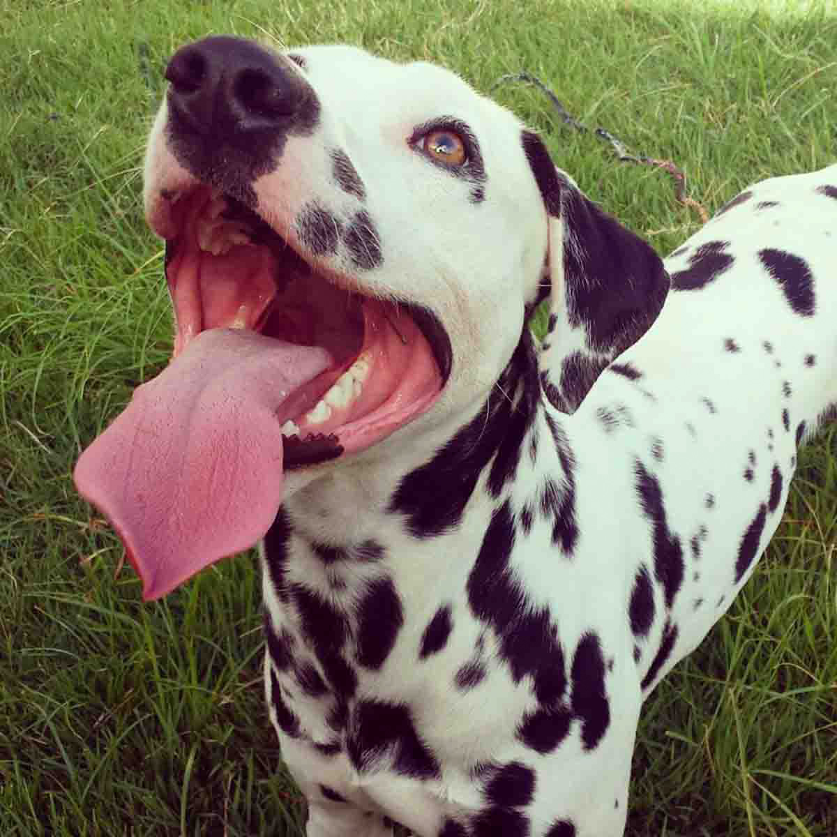 Cachorro Dálmata Toby