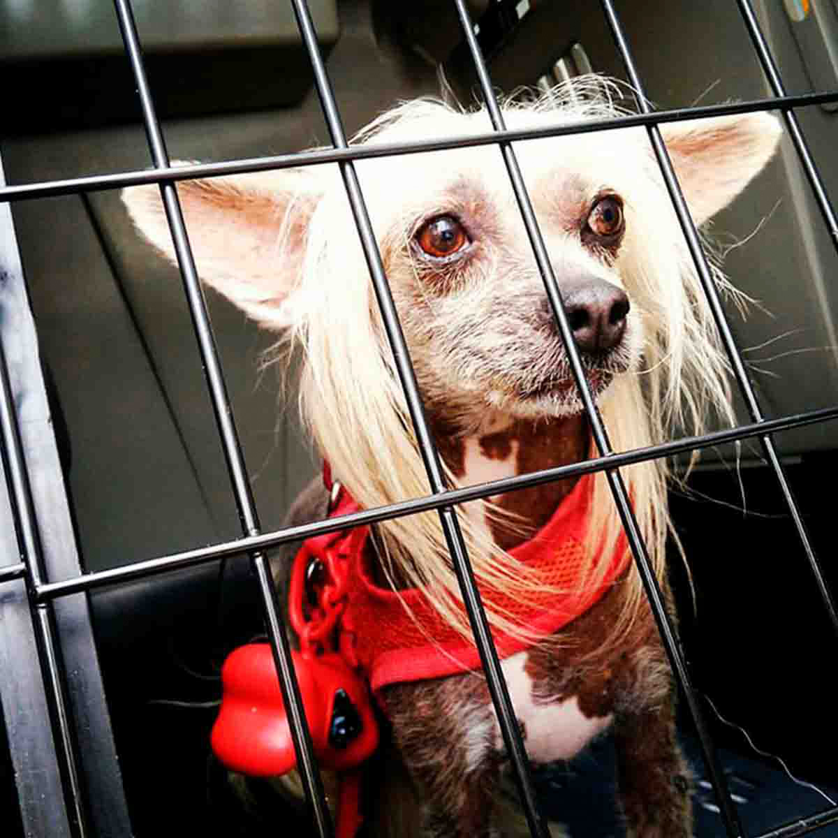 Cão de Crista Chinês Trixy