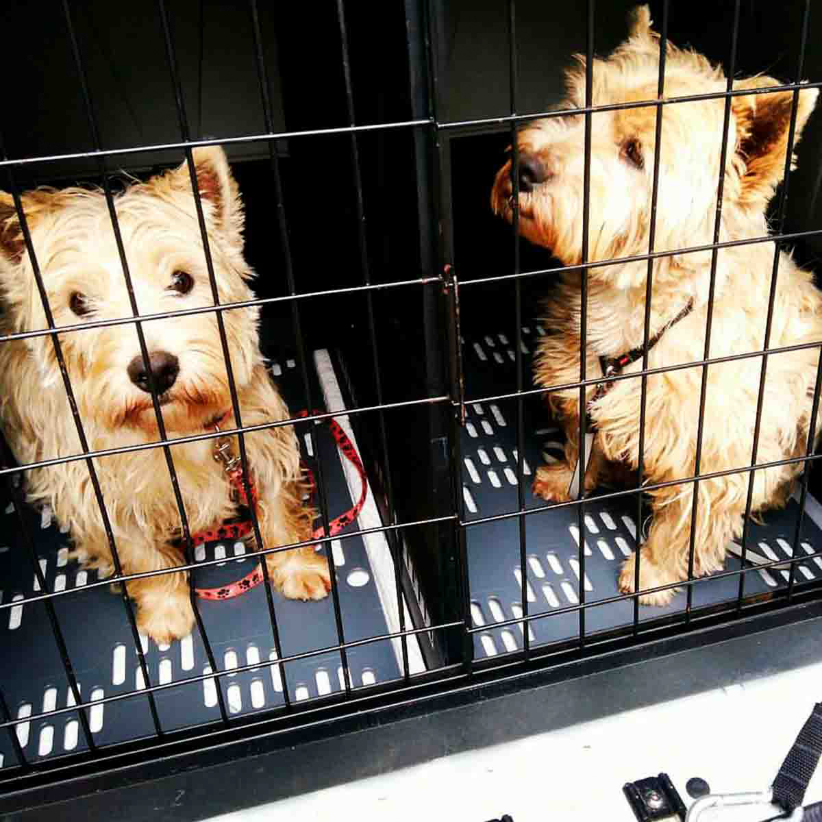 West Highland Ziggy e Gus