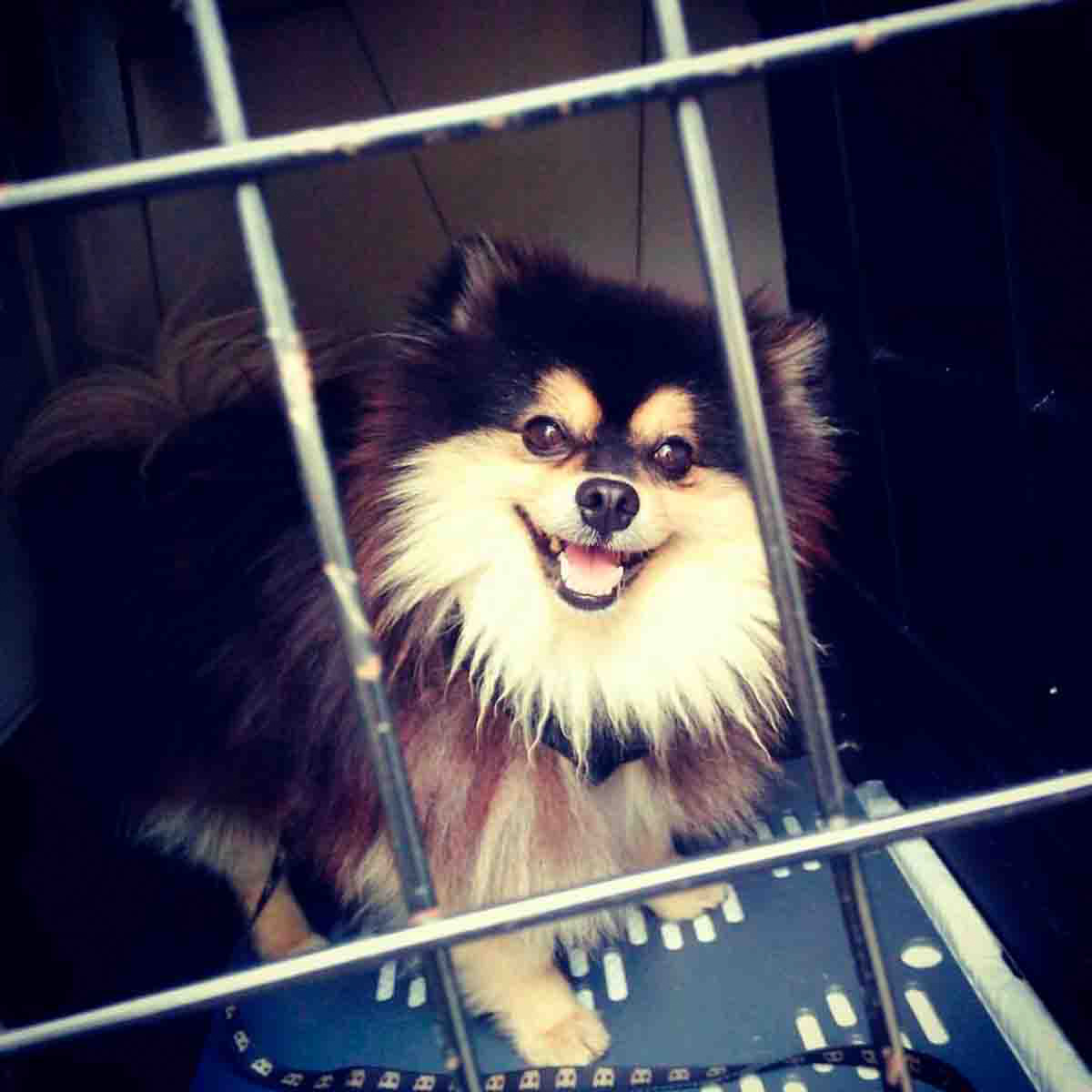 Spitz Alemão Bella