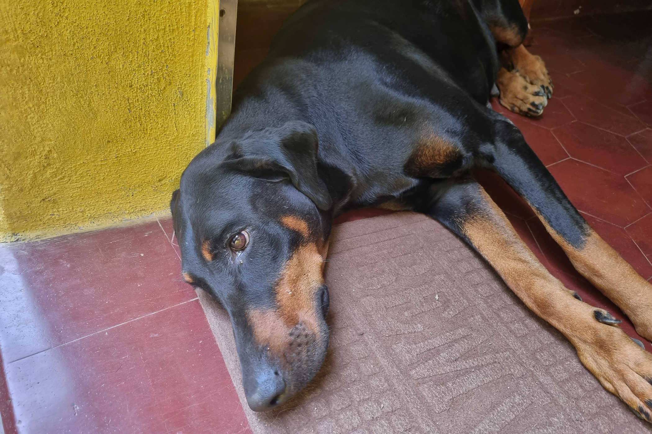 Buffonzinho, cão Dobermann